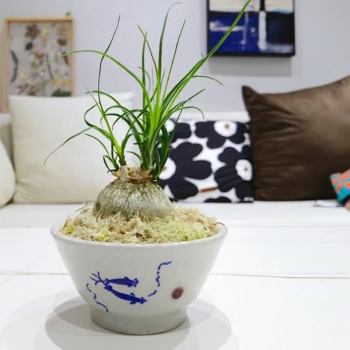 200 pcs Elefantenfuß Pflanze Samen, bonsai bäumchen kaufen dekopflanzen Beaucarnea recurvata Elefantenfuß, bonzai baum pflanzendeko pflanztöpfe bäume garten winterhart bonsai bäumchen