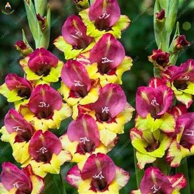 Sumpf frisch 100 Stück Gladiolen Blumensamen zum Pflanzen gelb lila