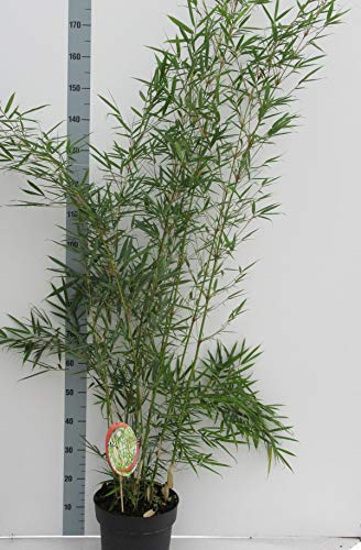 Fargesia robusta 'Campbell' Topf C10-10 Liter - Schnellwachsende, Rhizomsperre-freie Bambus-Pflanze für Garten und Terrasse