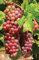 Vitis Plant Suffolk Red 25-35cm - Red Grape Plant in a 9cm Pot - High Yielding Variety and Very Tasty