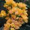 800 Pcs Bougainvillea Pflanzen Kaufen Samen - Blumendeko, Pflanzen Für Sonnige Plätze Drillingsblume Bougainvillea Pflanze Winterhart Samen, Gartendeko Für Draußen, Balkonpflanzen