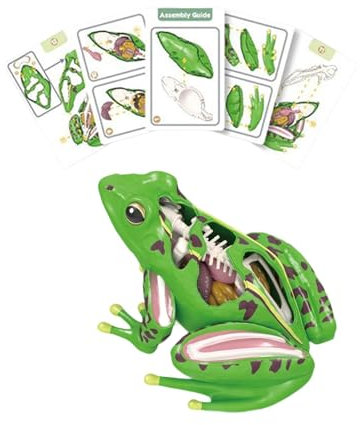 harayaa 4d Realistic Frog Dissection Model, Science Kit, abnehmbar, Lernhilfe Geschenk DIY -Bildungsspielzeug für Jungen und Mädchen Kinder