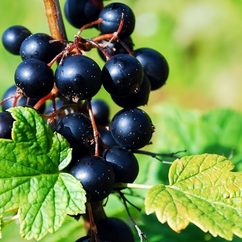 Black Currant Bush Live Plant, Sweet Berry Plant, 6-12 Inch Tall