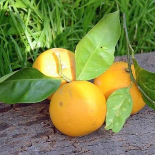 PIANTA DI ARANCIO VANIGLIA BIANCA in fitocella - età 2/3 anni (foto reali)