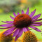Prärie-Sonnenhut Pink Passion - Echinacea - Winterhart und mehrjährige Pflanze - 1 Pflanze im 9 cm Topf von Garten Schlüter - Pflanzen in Top Qualität (Im 9 cm Topf, Pink Passion)