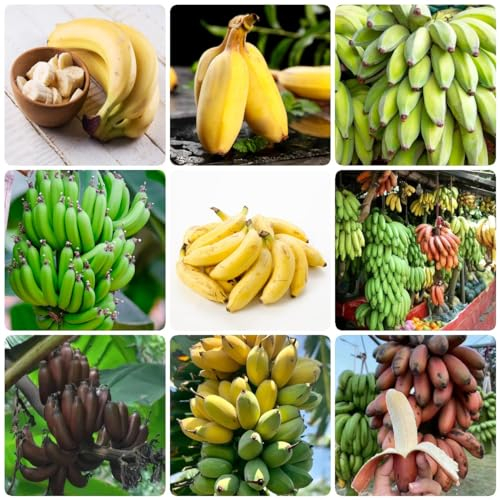 200 pcs bananenbaum winterhart samen, baumsamen dachbegrünung bohnenkraut pflanze bananensamen bananen samen,Musa sikkimensis, exotische früchte topfpflanzen draußen winterhart nachhaltige