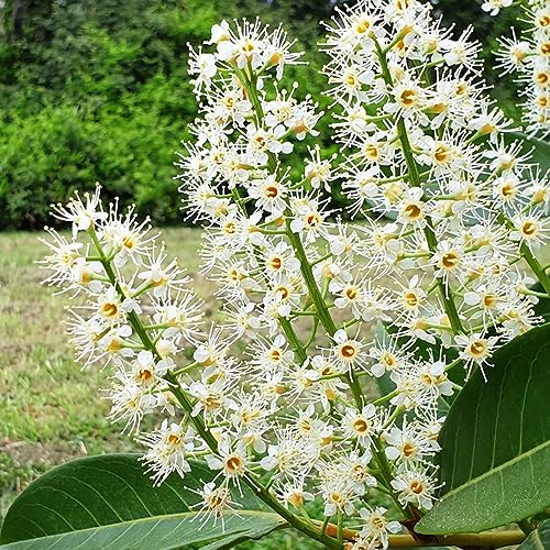 lorbeer kräutersamen - Seltene Pflanzenserie - garten kräutergarten gartenblumen garten winterhart, kirschlorbeer, lorbeerbaum balkon 50samen