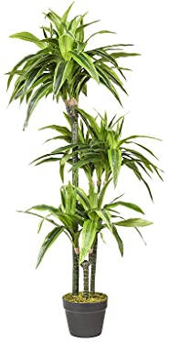 HTT Decorations - Künstlicher Drachenbaum (Lemon Lime) - Hochwertige Kunstpflanzen - 3 Stämme - 120 x 50 cm, Untertopf mit 16 cm Durchmesser