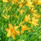 50 pcs taglilien winterhart samen - bienenfreundliche blumensamen, garten geschenk taglilie pflanze kaufen - Hemerocallis Fulva - gartenpflanzen, stauden winterhart pflanzen samen