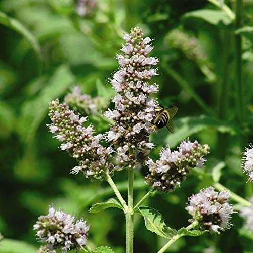 Nepeta cataria Seeds Catmint Catnip Hardy Perennial Summer Flowering Garden Plants Easy to Grow Your Own Aromatic Foliage Loved by Cats 1 Packet of 225 Nepeta Seeds by Thompson and Morgan