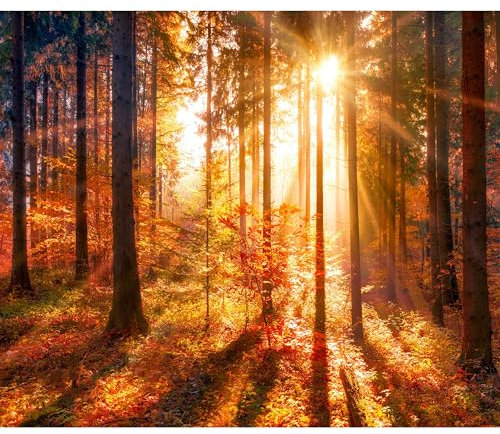 decomonkey - Papier Peint Panoramique Adhésif Foret 392x280 cm - Stickers Muraux Chambre Déco XXL Autocollant - Rouge orange jaune rose - Des arbres automne forêt feuilles nature paysage soleil