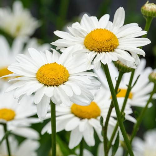 Leucanthemum Snowcap - Shasta-Margerite Beetpflanzen für draußen