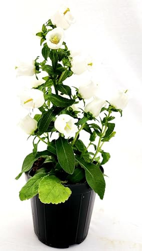 POWERS TO FLOWERS - CAMPANULA APPEAL BIANCA, VASO 14CM DIAMETRO, pianta vera