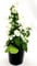 POWERS TO FLOWERS - CAMPANULA APPEAL BIANCA, VASO 14CM DIAMETRO, pianta vera
