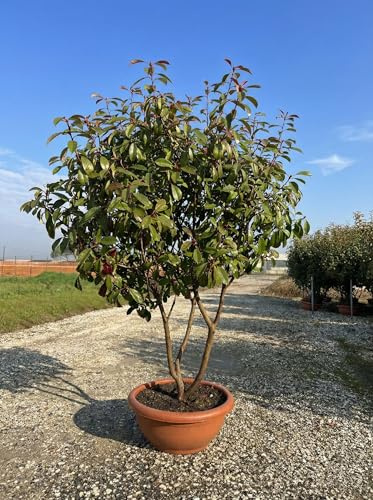 Sunny Tree - Photinia fraseri ‘Red Robin’ – mehrstämmiger Baum – Glanzmispel 180 cm