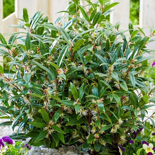 Sarcococca Purple Gem - Evergreen Plant Outdoor Garden Ready - Outdoor Plants All Year Round - Winter Garden Plant for Outdoors - Evergreen Shrubs - Winter Flowering Plants (9cm Pot, 15-25cm)