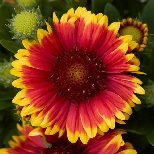 Gaillardia Guapa Tango Bicolour - Hardy Perennial Plant for Borders and Containers - Vibrant Red and Yellow Blooms - Ideal for Outdoor Gardens - Plant in Pot (9cm Pot, 10-20cm)