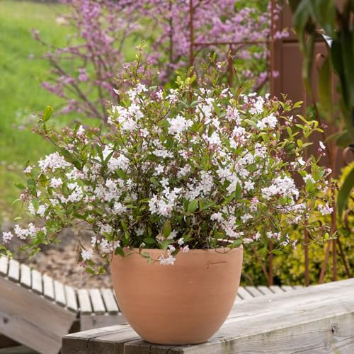 GARTEN SCHLÜTER® Deutzie ‚Tokyo Delight‘- im 5 Liter Topf 60-80 cm | Deutzia hybrida - zierlicher Blütenstrauch mit rosa-weißer Frühjahrsblüte - violette Herbstfärbung - duftend - pflegeleicht