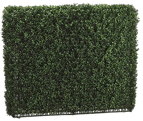 33Hx8Wx39L Boxwood Hedge Two Tone Green