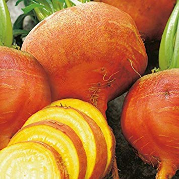 vegherb 100X Burpee Golden Rübensamen