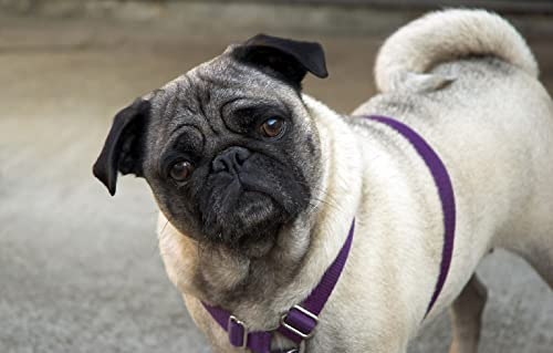 LHJOYSP Memory für Erwachsene Puzzel 1000 Teile Hund Mops 75x50cm