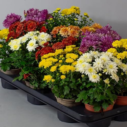9 x Chrysanthemum Garden mums - Plants Outdoor Garden Ready, in 10.5cm Pots, Outdoor Perennial All Year Round