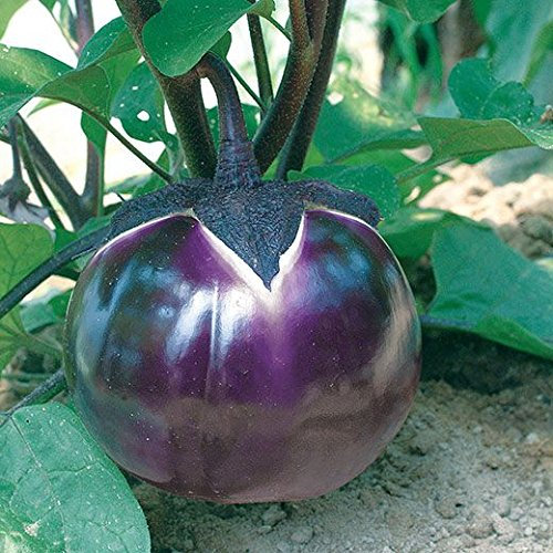 MELANZANA PROSPEROSA NR.50 SEMI