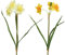 Kunstblumen Narzisse 40cm x 1 Stück Sortiert Osterglocken künstliche Blumen Seidenblumen Dekoblumen