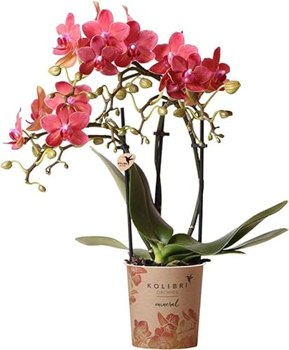 Orquídea Natural Phalaenopsis Planta de Grandes Flores