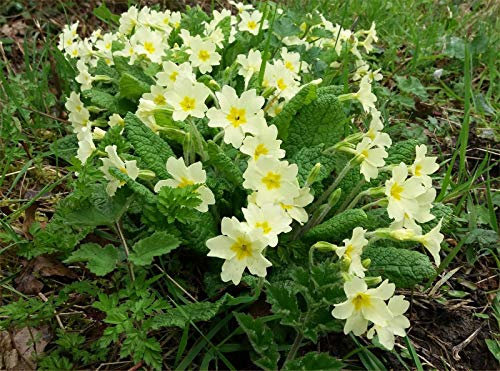 Wild Primrose Vulgaris Seeds Approx 80 Seeds, Wild Primrose, Fairy Flower Seeds