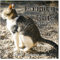 Pooping Cats Kalender 2025 – lustiger Kalender 2025 UK, von Januar bis Dezember 2025, perfekte weiße Elefantengeschenke oder Gag-Geschenke, 12 verschiedene lustige Kackkatzen, 30,5 x 61 cm (offen)