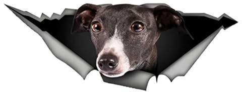 Autoaufkleber 25cm(9.8 Inch) Windhund Aufkleber Lustig Saluki Car Sticker Windhund Reflektierende Aufkleber Haustier Hund Wasserdichte Aufkleber 3D Zerrissen Metall Aufkleber
