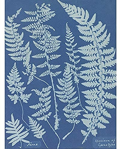Wee Blue Coo Anna Atkins Ferns Cyanotype Unframed Wall Art Print Poster Home Decor Premium