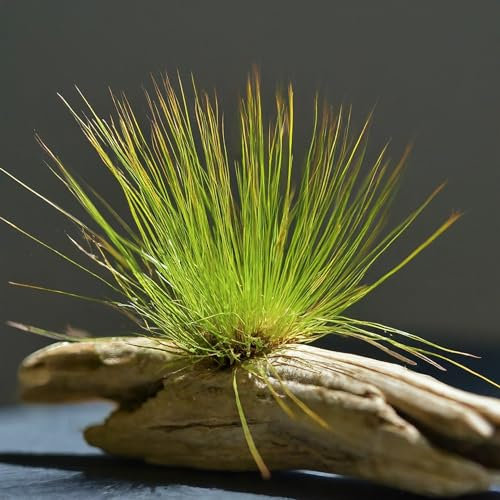 Lincolnshire Pond Plants Ltd Eleocharis Parvulus Hairgrass Growing on Bogwood Live Plants