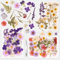 Fyshird Natürliche Getrocknete Blumen 3 Packungen Gemischte Gepresste Blumen Trockenblumen zum Basteln Klein mit Pinzette Getrocknete Blüten für DIY Kerze Scrapbook Karten Schmuck Epoxidharz Zubehör