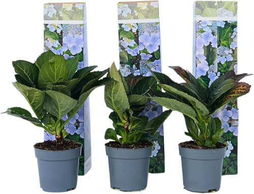 3 växter i set Hydrangea macrophylla, tallrikshortsia Nizza – köp blommande bondhortsia i kruka | vinterhård hortensia för trädgård, terrass och balkong