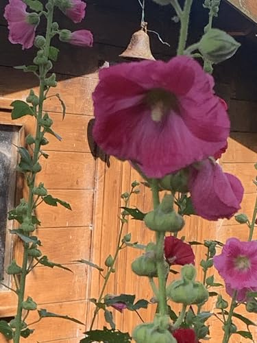 Stockrosen, Blumensamen, Dunkelrosa, +30 Samen, für den Außenbereich, rustikale Staude