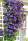 SwansGreen Echtkletter Klematis Glühbirnen, Waldrebe Samenzwiebeln, Zwiebeln ausdauernde Pflanze Topfblume, für Hausgarten 50 PC/Samen 4