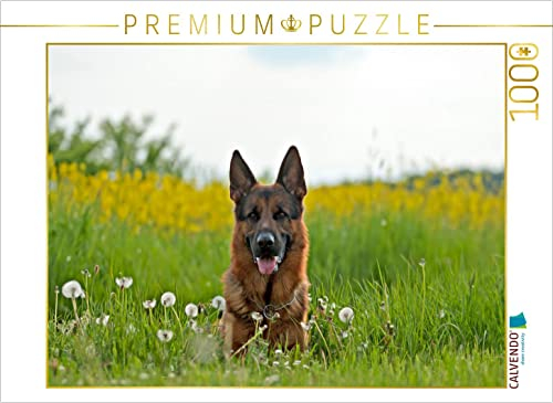 CALVENDO Puzzle Deutscher Schäferhund Yack 1000 Teile Lege-Größe 64 x 48 cm Foto-Puzzle Bild von Petra Schiller