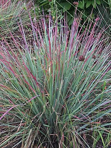 Stauden Gänge 3 x Schizachyrium scoparium 'Standing Ovation’ im 1 Liter Topf (Ziergras/Gräser/Winterhart/Mehrjährig/Staude) Kleines Präriegras - Aufrecht, farbenfroh und voller Charakter