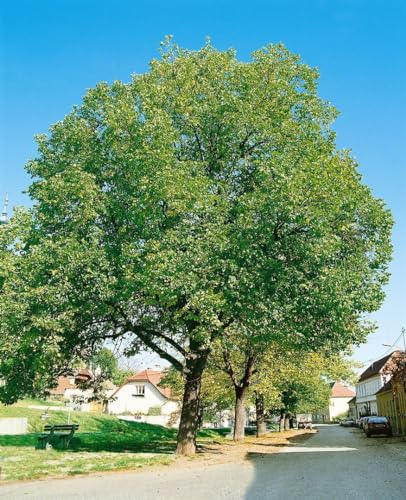Juglans regia 'Jupiter' 125-150 cm - Walnussbaum, große Nüsse, Erntezeit September-Oktober, ideal für Gärten, winterhart und pflegeleicht
