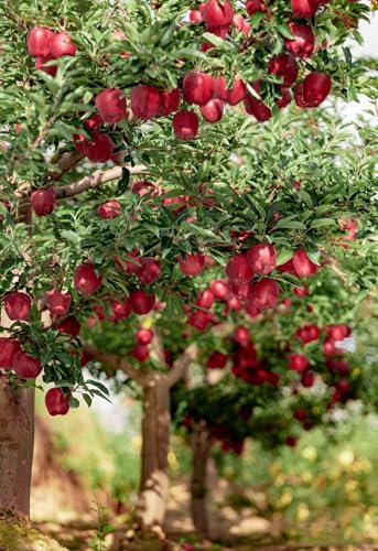 70 pcs apfelbaum pflanze samen säulenobst dekoration wohnzimmer apfel äpfel - Malus pumila bonzai baum pflanztopf winterharte kübelpflanzen obst frisch gartenarbeit geschenke