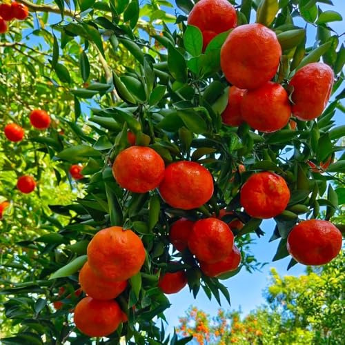 semi di arancio/mandarino giardino per esterni roccioso, resistenti colonnare ornamentale 40pcs