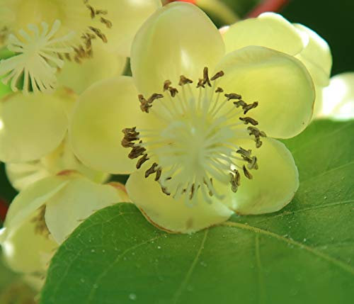 Dehner Kiwi Nostino, grüne Befruchtersorte, ca. 50-70 cm, Obstpflanze