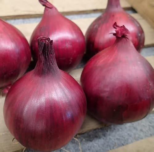 Red Onion Plants - Grow Your Own from Our Premium Quality Plants (3)