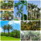 500 pcs palme baum samen - pflanztöpfe zimmerbonsai bonsai palmensamen,Trachycarpus fortunei, garten geschenke für männer zimmerpflanzen wenig lichtbedarf ausgefallene geschenke balkonpflanzen