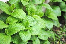Semillas de menta piperita Mentha - - más de 500 semillas!