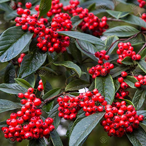 GardenersDream Cotoneaster Tree - Ornamental Outdoor Garden Ready Hardy Shrub - Watereri Semi-Evergreen Outdoor Plant for Gardens, and Patios (5-6 ft incl.12L Pot)