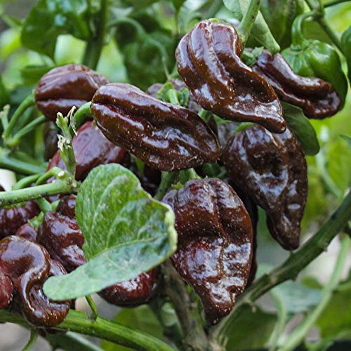 Habanero Chocolate Chili Samen für ca. 15 Pflanzen - klassischer, weit verbreiteter Chili