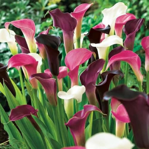 4 piezas bulbos de flores de calla bulbos - flores de primavera bulbos prado Lirios de cala, Zantedeschia aethiopica, regalos para el jardín decoración floral balcón flores